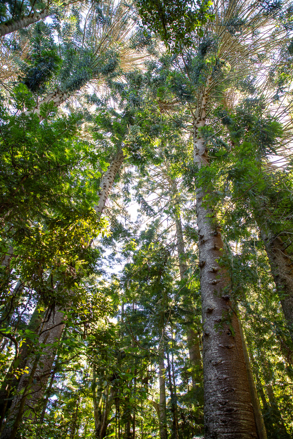 Visit Australia's oldest arboretum on the Arboretum Track | Hiking the ...