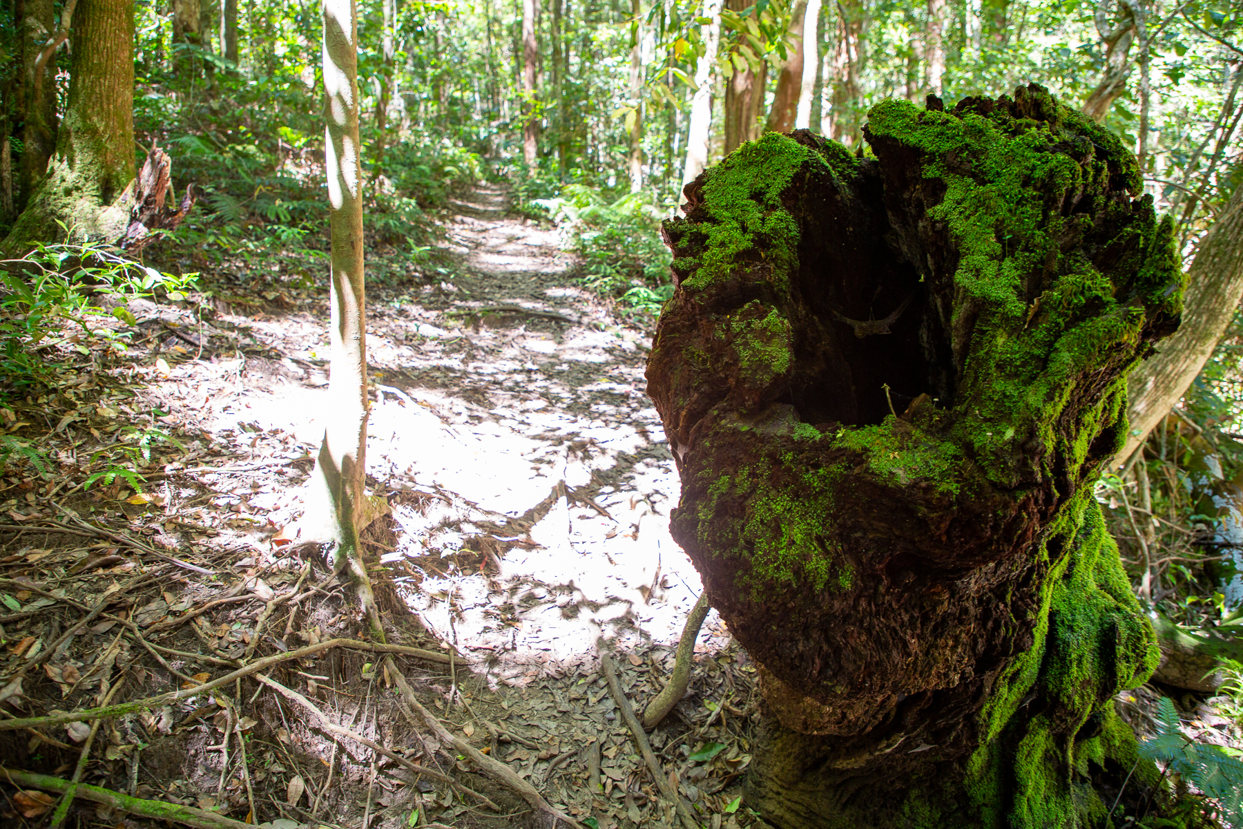 Visit Australia's oldest arboretum on the Arboretum Track | Hiking the ...